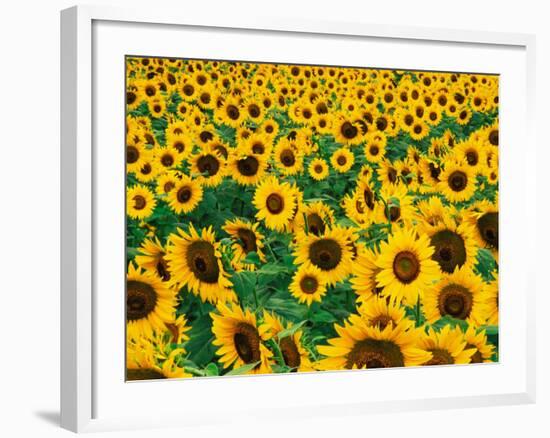 Field of Sunflowers, Frankfort, Kentucky, USA-Adam Jones-Framed Photographic Print