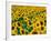 Field of Sunflowers, Frankfort, Kentucky, USA-Adam Jones-Framed Photographic Print