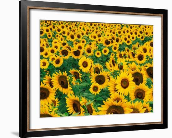 Field of Sunflowers, Frankfort, Kentucky, USA-Adam Jones-Framed Photographic Print