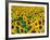 Field of Sunflowers, Frankfort, Kentucky, USA-Adam Jones-Framed Photographic Print