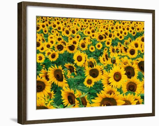 Field of Sunflowers, Frankfort, Kentucky, USA-Adam Jones-Framed Photographic Print