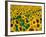 Field of Sunflowers, Frankfort, Kentucky, USA-Adam Jones-Framed Photographic Print