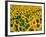 Field of Sunflowers, Frankfort, Kentucky, USA-Adam Jones-Framed Photographic Print