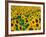 Field of Sunflowers, Frankfort, Kentucky, USA-Adam Jones-Framed Photographic Print