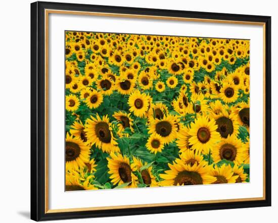 Field of Sunflowers, Frankfort, Kentucky, USA-Adam Jones-Framed Photographic Print