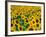 Field of Sunflowers, Frankfort, Kentucky, USA-Adam Jones-Framed Photographic Print