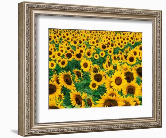 Field of Sunflowers, Frankfort, Kentucky, USA-Adam Jones-Framed Photographic Print