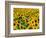 Field of Sunflowers, Frankfort, Kentucky, USA-Adam Jones-Framed Photographic Print
