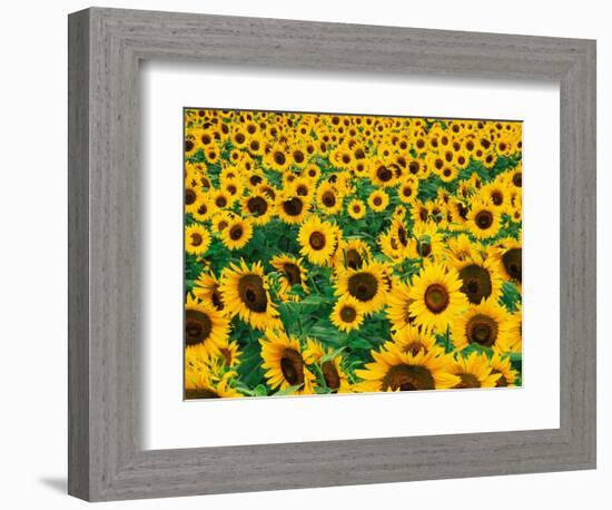 Field of Sunflowers, Frankfort, Kentucky, USA-Adam Jones-Framed Photographic Print