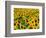 Field of Sunflowers, Frankfort, Kentucky, USA-Adam Jones-Framed Photographic Print