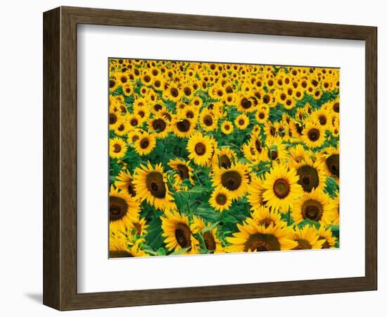 Field of Sunflowers, Frankfort, Kentucky, USA-Adam Jones-Framed Photographic Print