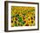 Field of Sunflowers, Frankfort, Kentucky, USA-Adam Jones-Framed Photographic Print