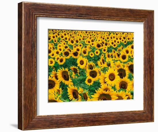 Field of Sunflowers, Frankfort, Kentucky, USA-Adam Jones-Framed Photographic Print