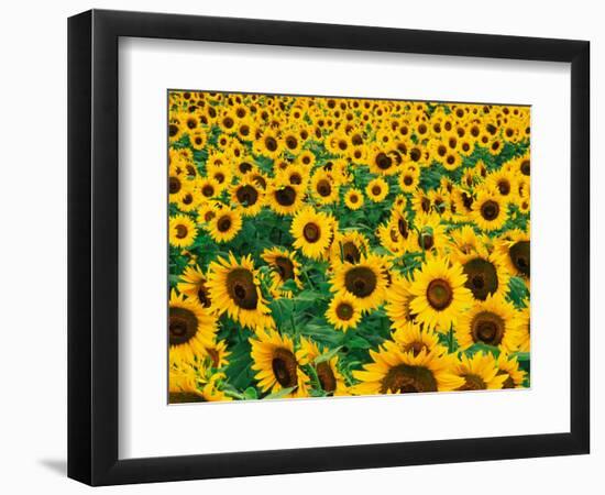 Field of Sunflowers, Frankfort, Kentucky, USA-Adam Jones-Framed Photographic Print