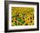 Field of Sunflowers, Frankfort, Kentucky, USA-Adam Jones-Framed Photographic Print