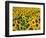 Field of Sunflowers, Frankfort, Kentucky, USA-Adam Jones-Framed Photographic Print