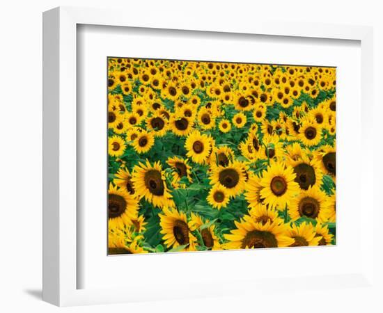 Field of Sunflowers, Frankfort, Kentucky, USA-Adam Jones-Framed Photographic Print