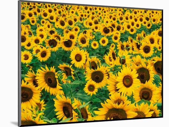 Field of Sunflowers, Frankfort, Kentucky, USA-Adam Jones-Mounted Photographic Print