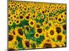 Field of Sunflowers, Frankfort, Kentucky, USA-Adam Jones-Mounted Photographic Print