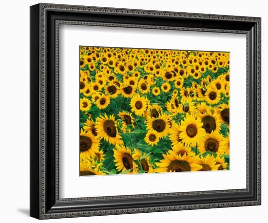 Field of Sunflowers, Frankfort, Kentucky, USA-Adam Jones-Framed Photographic Print