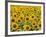 Field of Sunflowers, Full Frame, Zama City, Kanagawa Prefecture, Japan-null-Framed Photographic Print