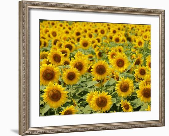 Field of Sunflowers, Full Frame, Zama City, Kanagawa Prefecture, Japan-null-Framed Photographic Print