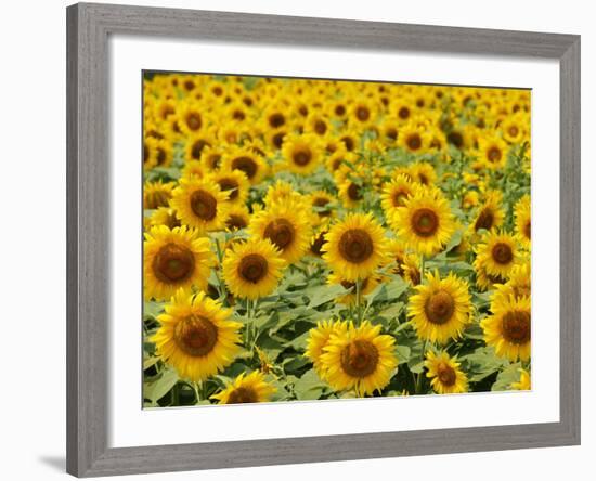 Field of Sunflowers, Full Frame, Zama City, Kanagawa Prefecture, Japan-null-Framed Photographic Print