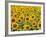 Field of Sunflowers, Full Frame, Zama City, Kanagawa Prefecture, Japan-null-Framed Photographic Print