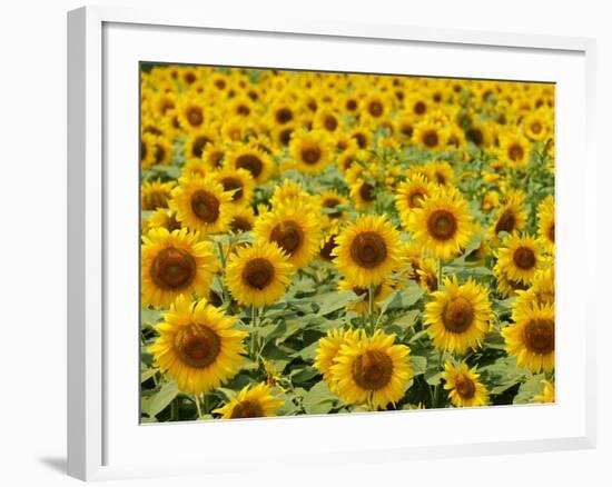 Field of Sunflowers, Full Frame, Zama City, Kanagawa Prefecture, Japan-null-Framed Photographic Print