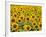 Field of Sunflowers, Full Frame, Zama City, Kanagawa Prefecture, Japan-null-Framed Photographic Print