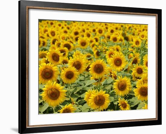 Field of Sunflowers, Full Frame, Zama City, Kanagawa Prefecture, Japan-null-Framed Photographic Print