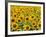 Field of Sunflowers, Full Frame, Zama City, Kanagawa Prefecture, Japan-null-Framed Photographic Print