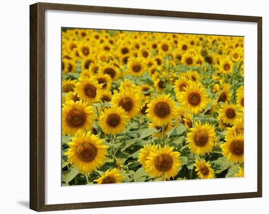 Field of Sunflowers, Full Frame, Zama City, Kanagawa Prefecture, Japan-null-Framed Photographic Print