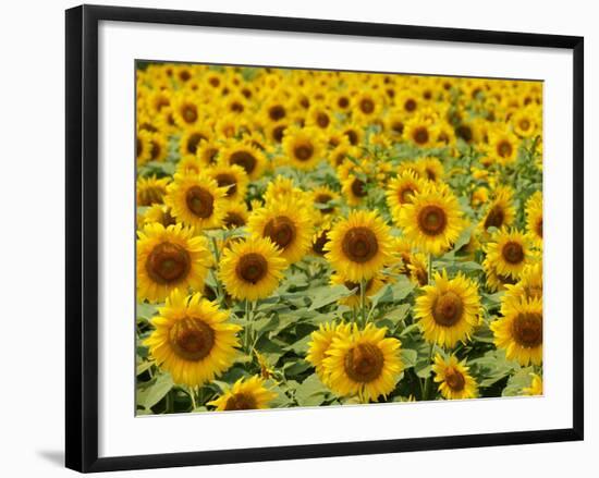 Field of Sunflowers, Full Frame, Zama City, Kanagawa Prefecture, Japan-null-Framed Photographic Print