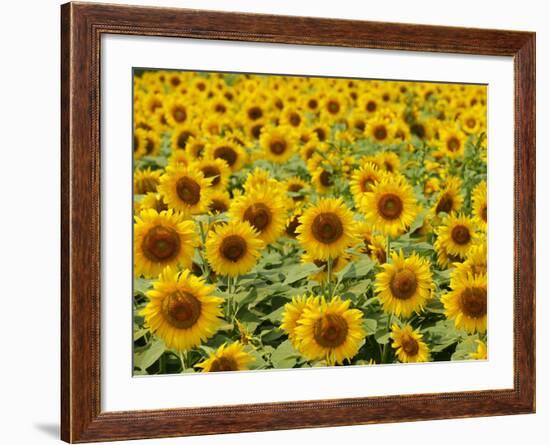 Field of Sunflowers, Full Frame, Zama City, Kanagawa Prefecture, Japan-null-Framed Photographic Print