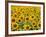 Field of Sunflowers, Full Frame, Zama City, Kanagawa Prefecture, Japan-null-Framed Photographic Print