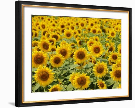 Field of Sunflowers, Full Frame, Zama City, Kanagawa Prefecture, Japan-null-Framed Photographic Print