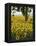 Field of Sunflowers in Full Bloom, Languedoc, France, Europe-Martin Child-Framed Premier Image Canvas