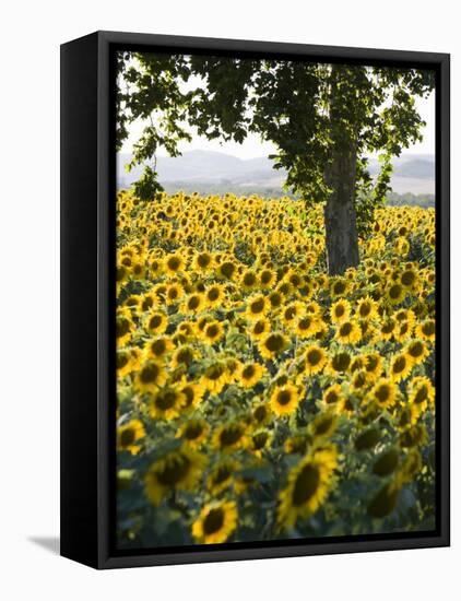 Field of Sunflowers in Full Bloom, Languedoc, France, Europe-Martin Child-Framed Premier Image Canvas