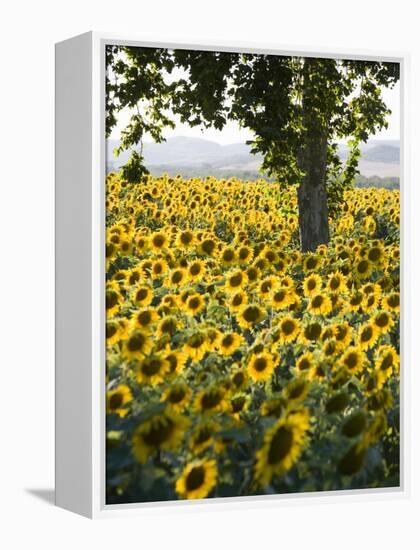 Field of Sunflowers in Full Bloom, Languedoc, France, Europe-Martin Child-Framed Premier Image Canvas