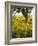 Field of Sunflowers in Full Bloom, Languedoc, France, Europe-Martin Child-Framed Photographic Print