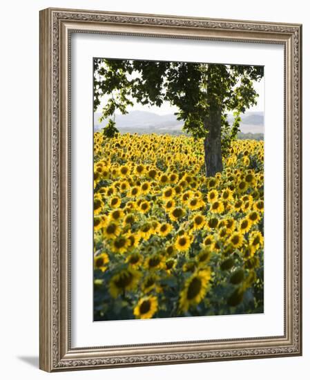 Field of Sunflowers in Full Bloom, Languedoc, France, Europe-Martin Child-Framed Photographic Print