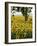 Field of Sunflowers in Full Bloom, Languedoc, France, Europe-Martin Child-Framed Photographic Print