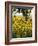 Field of Sunflowers in Full Bloom, Languedoc, France, Europe-Martin Child-Framed Photographic Print