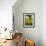 Field of Sunflowers in Full Bloom, Languedoc, France, Europe-Martin Child-Framed Photographic Print displayed on a wall