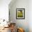 Field of Sunflowers in Full Bloom, Languedoc, France, Europe-Martin Child-Framed Photographic Print displayed on a wall