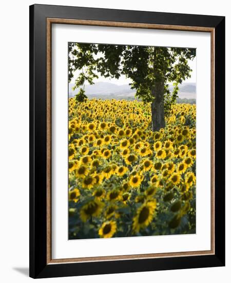 Field of Sunflowers in Full Bloom, Languedoc, France, Europe-Martin Child-Framed Photographic Print