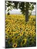 Field of Sunflowers in Full Bloom, Languedoc, France, Europe-Martin Child-Mounted Photographic Print