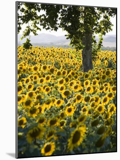 Field of Sunflowers in Full Bloom, Languedoc, France, Europe-Martin Child-Mounted Photographic Print