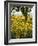 Field of Sunflowers in Full Bloom, Languedoc, France, Europe-Martin Child-Framed Photographic Print